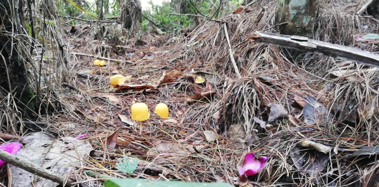 Al Bosque Hostel & Glamping サンタ・エレナ エクステリア 写真